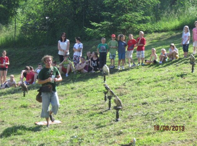 Fotogaléria Ukážky dravých vtákov Sokoliarskeho dvora Zayferus (18) Ukážky dravých vtákov Sokoliarskeho dvora Zayferus